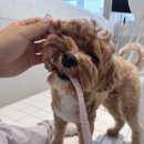 바나개 애견유치원 호텔 이미지