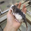 햄스터 분양 햄스터월드 이미지