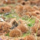 차령농장 이미지