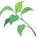 온천천시민공원 수국 이미지