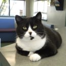 이진수고양이병원 이미지
