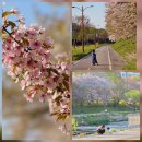 죽전1동 행정복지센터 | [🌸용인]수지 죽전 탄천 벚꽃 현황과 주차장 정보 (4월8일)