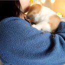 리틀파우스 | 리틀파우스강아지분양후기