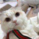 낫투스윗 이미지