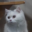 우다닥 고양이호텔 이미지