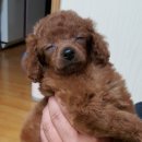 목욕하는 강아지 이미지