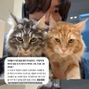 사료통이 비었으면... 🐱 이미지