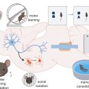 Re: Microenvironmental Interactions of Oligodendroglial Cells 이미지