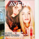 고려동물병원 미용실 | 서대문역 미용실 AVEDA 아베다 염색 파인트리 헤어살롱