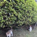 한림용인 이미지