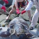 거북 이미지