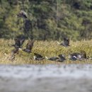 순천만 우리 이미지