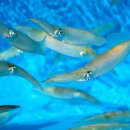 엄지횟집 이미지