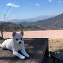 해발 800m [황매산미리내파크오토캠핑장] A1,애견동반 이용후기