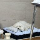 블루라쿤 | [아우스리푸] 아우스리푸 강아지침대 솔직 후기｜스퀘어배딩 라쿤블루 실물 컬러감 대박!