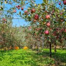 속리산농장 이미지