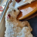 야탑서울동물병원 이미지