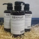 백설침향