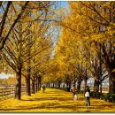 곡교천 은행나무길 이미지