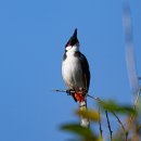 붉은수염 이미지