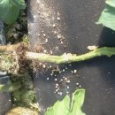 정산농장 이미지