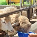 상관목장 이미지