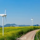 농지목장 | "서울에서 1시간이면 39만 평 꽃밭이 있어요" 수도권 최대 유채꽃 명소로 주목받는 봄꽃 명소