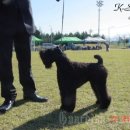 정원 퍼피 하우스 이미지