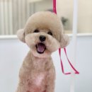 단비네 애견미용 네이버블로그