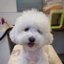 그루밍 펫 뷰티샵 이미지