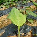 동수농장 이미지