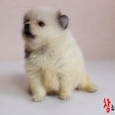 참 조은 훈이네 강아지 이미지