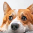 빛이나개 이미지