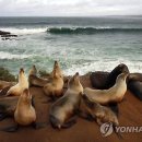 해안슈퍼 이미지