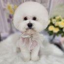 복이네 애견 미용 이미지