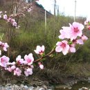 군자3리 Daum카페