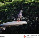 11650-17-6-1 | 샤오미 17T 사용후기, 가성비 라이카폰은 똑딱이 카메라로 쓸수 있을까?