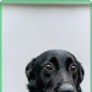 수종합동물병원 이미지