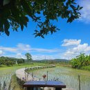 영희농장 | [25년 8월 치앙마이 여행 12일차] 치앙다오-부아떵 폭포-치앙마이로 아쉬운 귀환