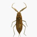 산림청 선정 8월의 곤충(장구애비) 이미지
