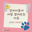 독스앤캣츠-강아지가 사람을 잘따르는이유 이미지