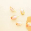 올리브식물원 이미지