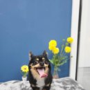 멍털연구소 이미지