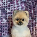 핫도그몽실 이미지