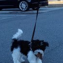 나의 강아지 이미지