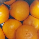 화니오기 펫살롱 이미지