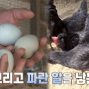닭세상농장 이미지