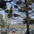 <대관>『벚꽃이 지는날에』 | 서울경기 벚꽃구경 가볼만한 곳🌸 과천 서울대공원 동물원 주차, 코끼리열차