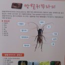 둥지곤충나라