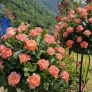 신대호 축사 네이버블로그
